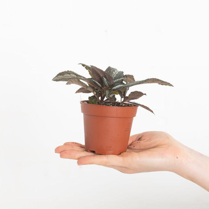 Pilea spruceana 'Silver Tree' - GROW TROPICALS