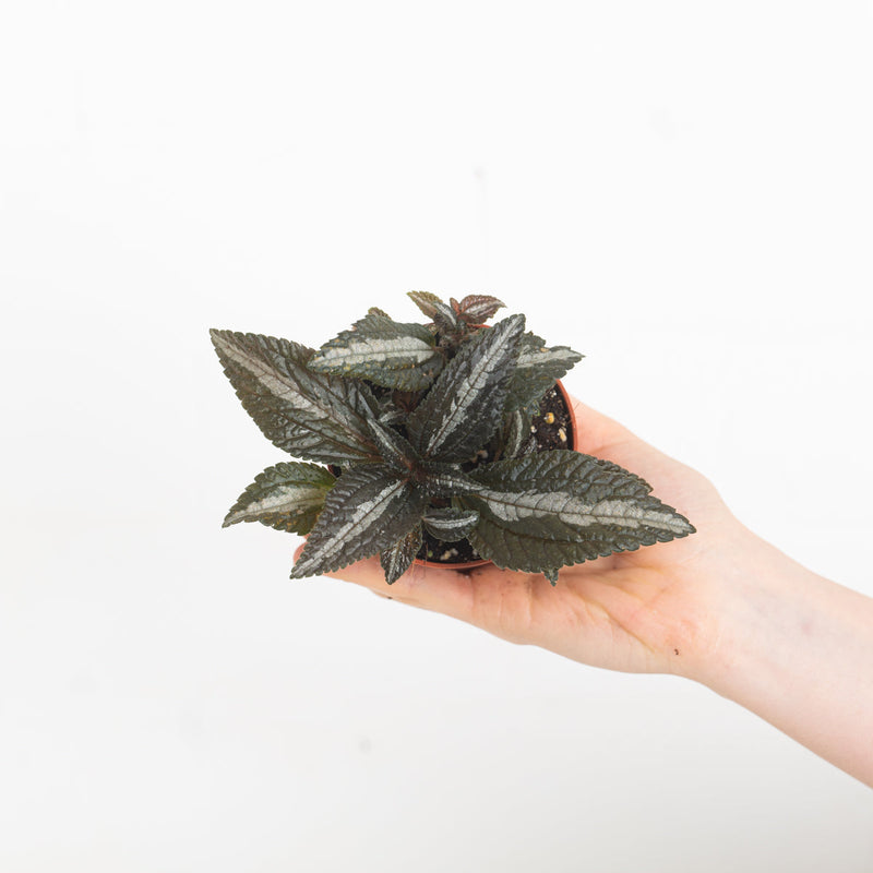 Pilea spruceana 'Silver Tree' — 9cm
