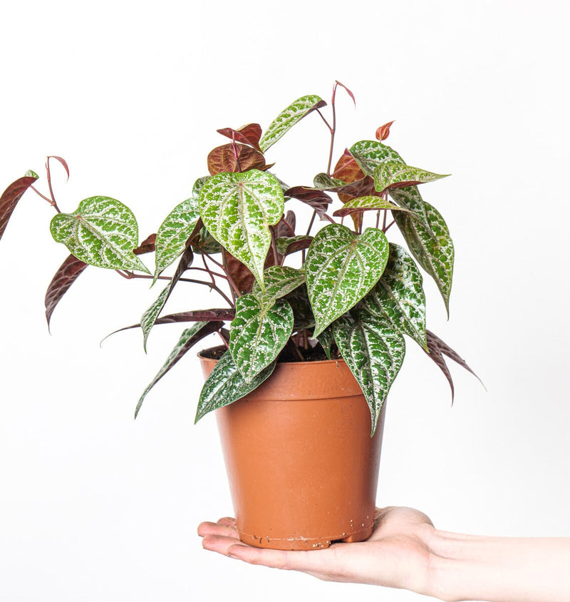 Piper crocatum Plants GrowTropicals