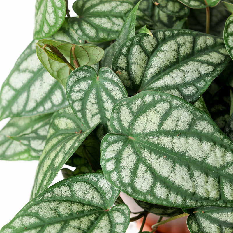 Piper sylvaticum Plants GrowTropicals