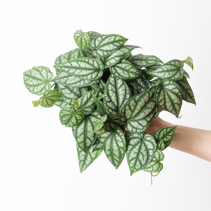 Piper sylvaticum 15cm Plants GrowTropicals