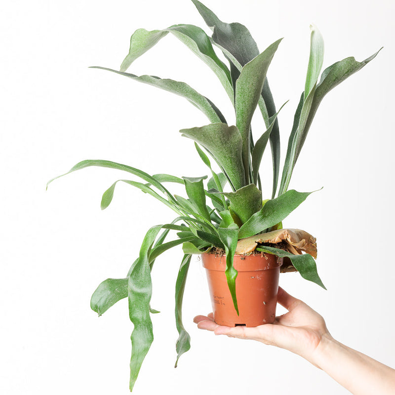 Platycerium bifurcatum Plants GrowTropicals
