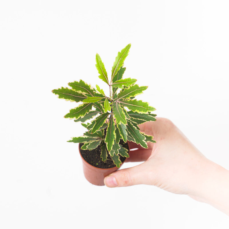Plerandra elegantissima 'Bianca' Plants GrowTropicals