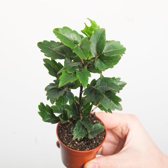 Plerandra elegantissima 'Gemini' Plants GrowTropicals