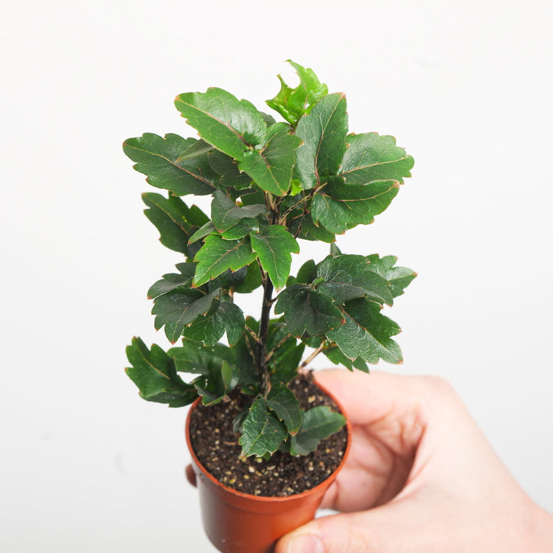 Plerandra elegantissima 'Gemini' Plants GrowTropicals