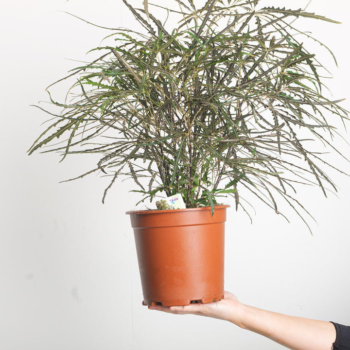 Plerandra elegantissima Plants GrowTropicals