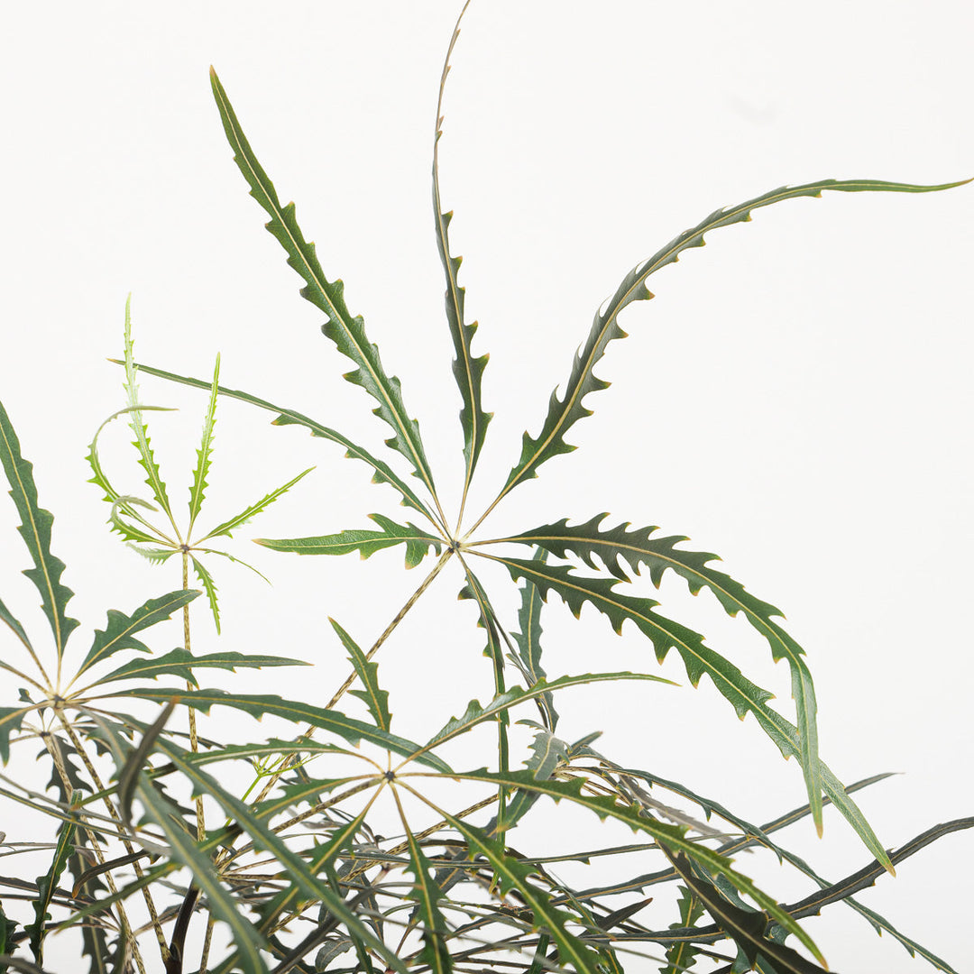 Plerandra elegantissima Plants GrowTropicals