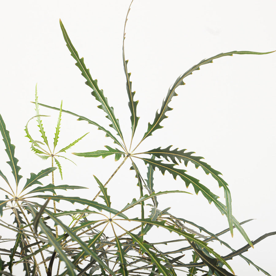 Plerandra elegantissima - GROW TROPICALS
