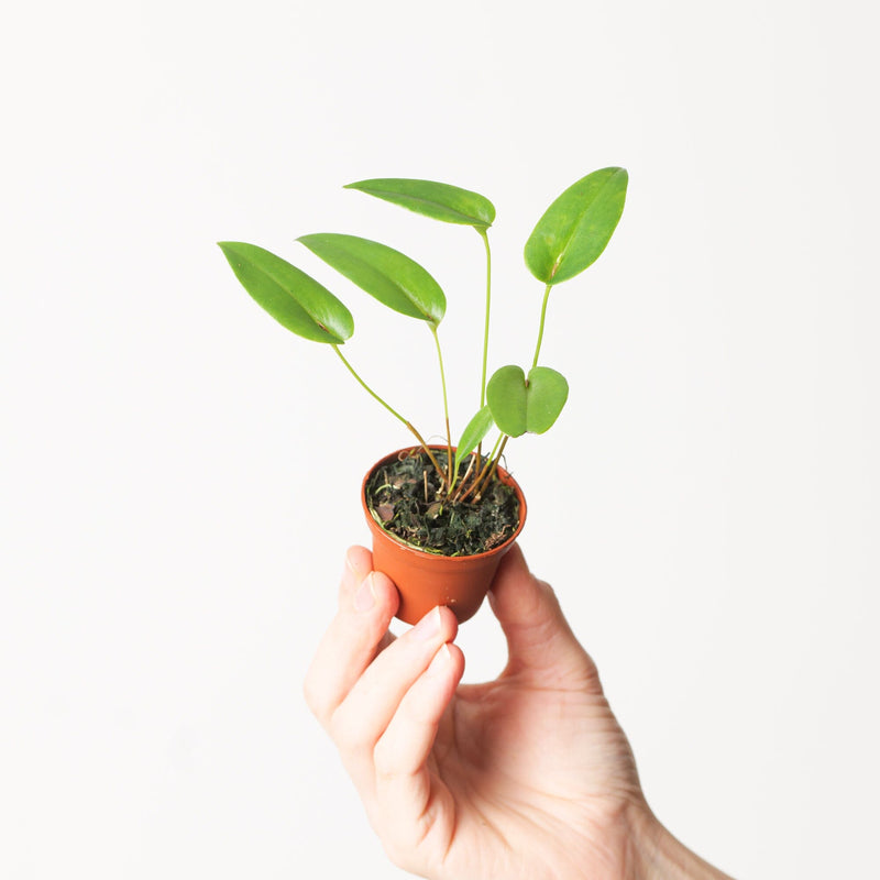 Pleurothallis acianthera Plants GrowTropicals