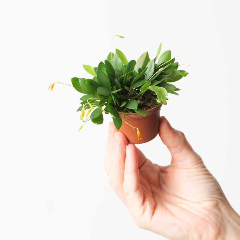 Pleurothallis rubella Plants GrowTropicals