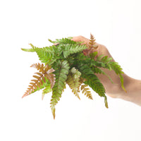 Pteris quadriaurita 'Tricolor'
