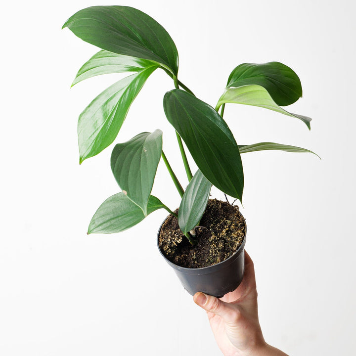 Rhaphidophora decursiva Plants GrowTropicals 12cm Pot