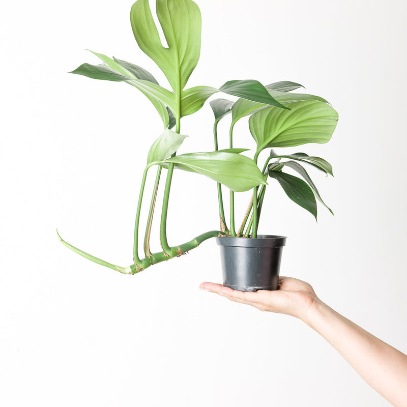 Rhaphidophora decursiva Plants GrowTropicals