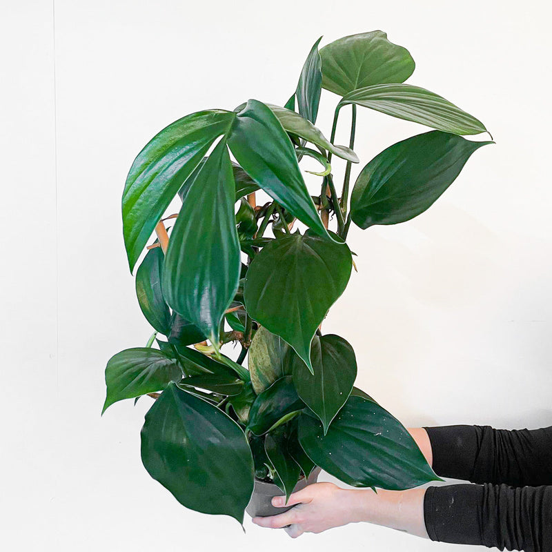 Rhaphidophora decursiva Plants GrowTropicals