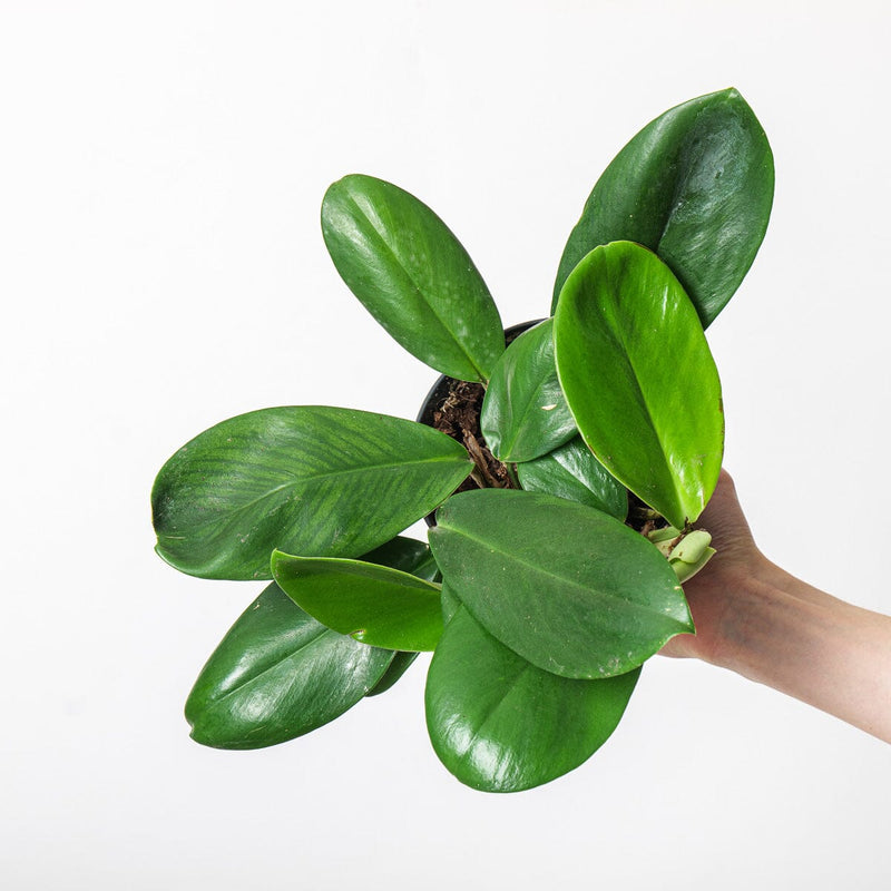 Rhaphidophora hongkongensis 15cm Plants GrowTropicals