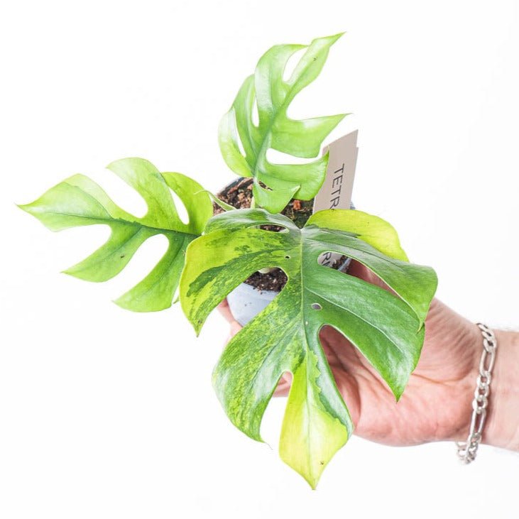 Rhaphidophora tetrasperma 'Variegated' Plants GrowTropicals