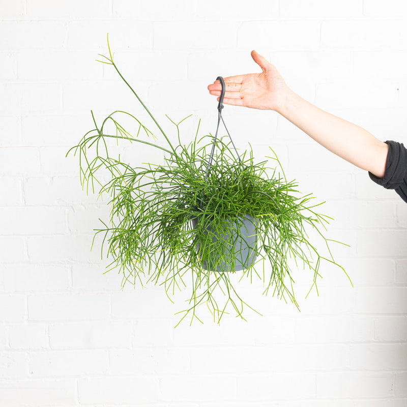 Rhipsalis cassutha 'Oasis' Plants GrowTropicals