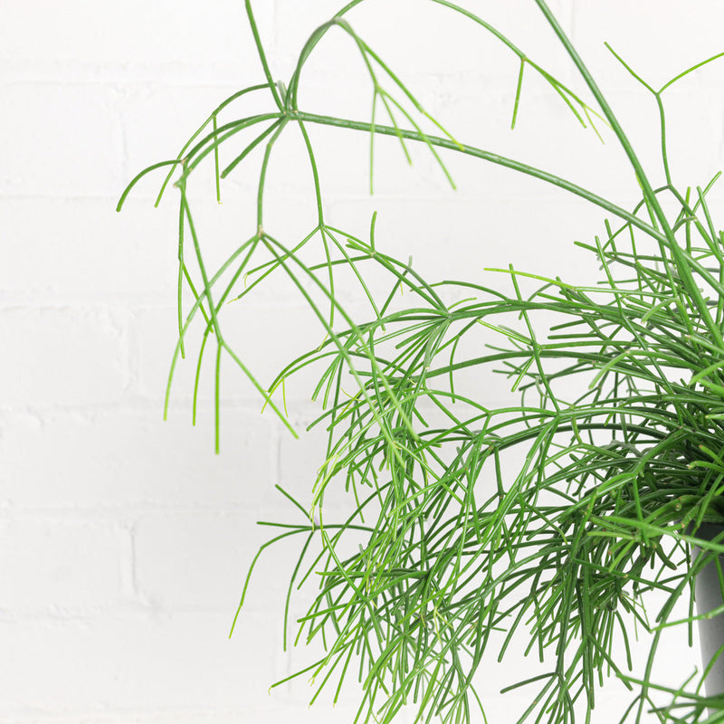 Rhipsalis cassutha 'Oasis' — 17cm
