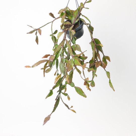 Rhipsalis elliptica Plants GrowTropicals