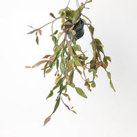 Rhipsalis elliptica