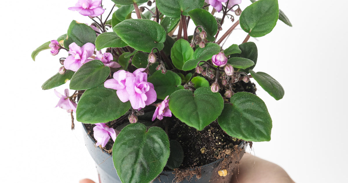 Saintpaulia 'Double Pink' | Plants