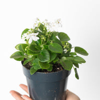 Saintpaulia 'Emerald Ball'