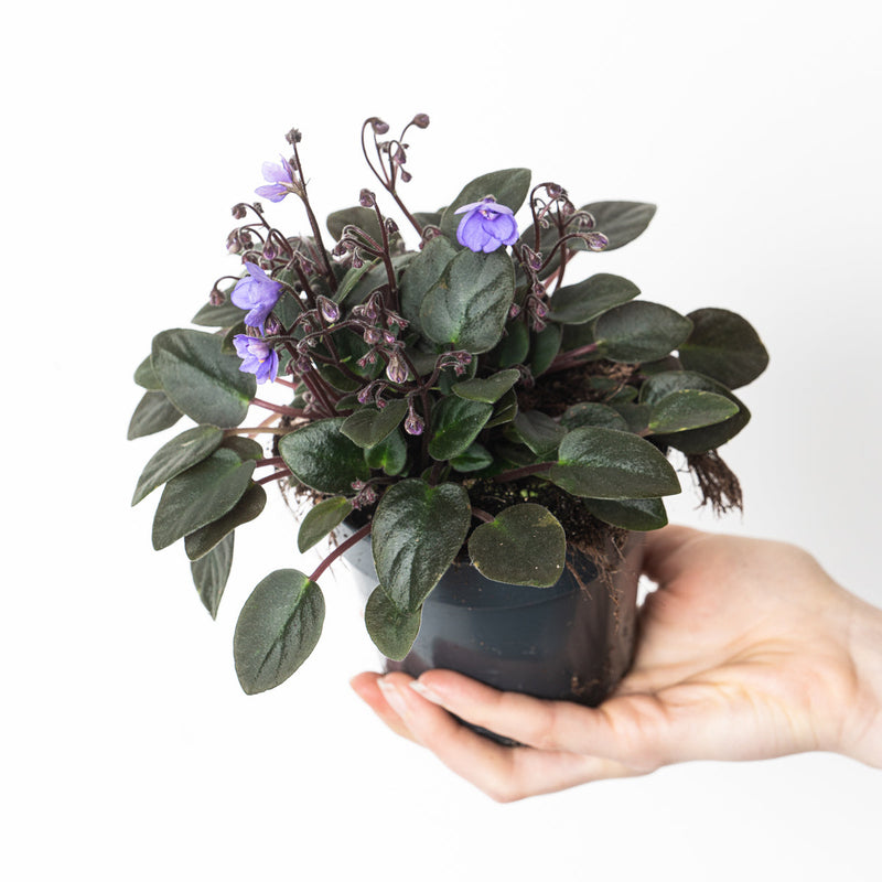 Saintpaulia 'Mini Blue' Plants GrowTropicals