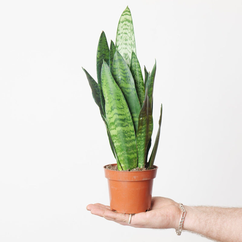 Sansevieria trifasciata 'Black Coral' — 12cm