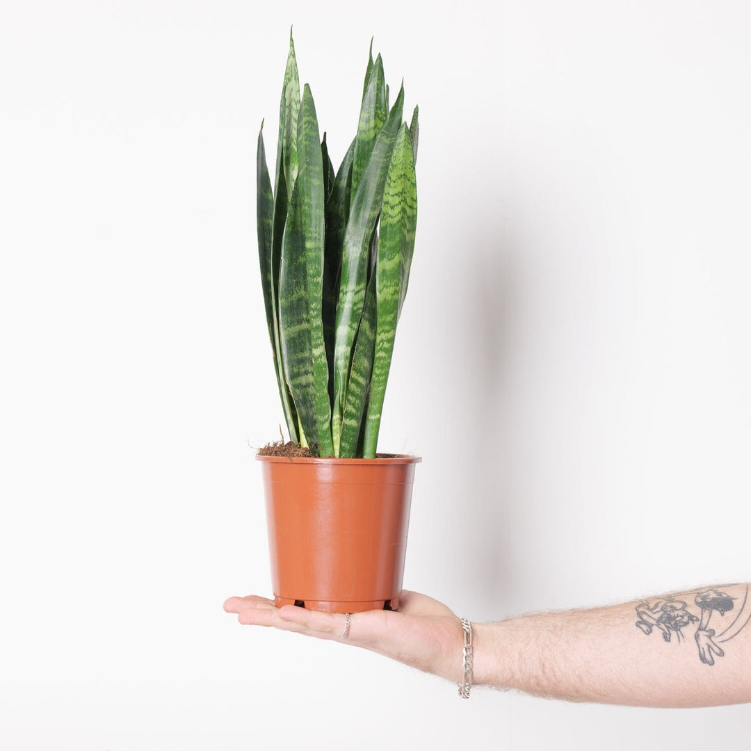 14. sansevieria trifasciata snake plant Sansevieria trifasciata 'Black Coral' | Plants