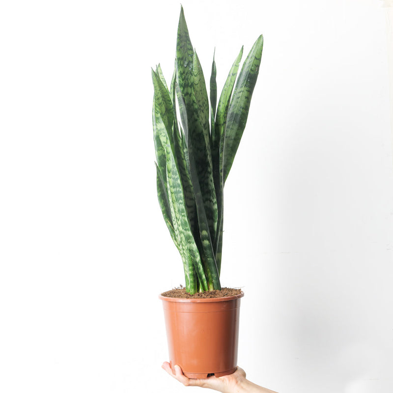 Sansevieria trifasciata 'Black Coral' 17cm Plants GrowTropicals