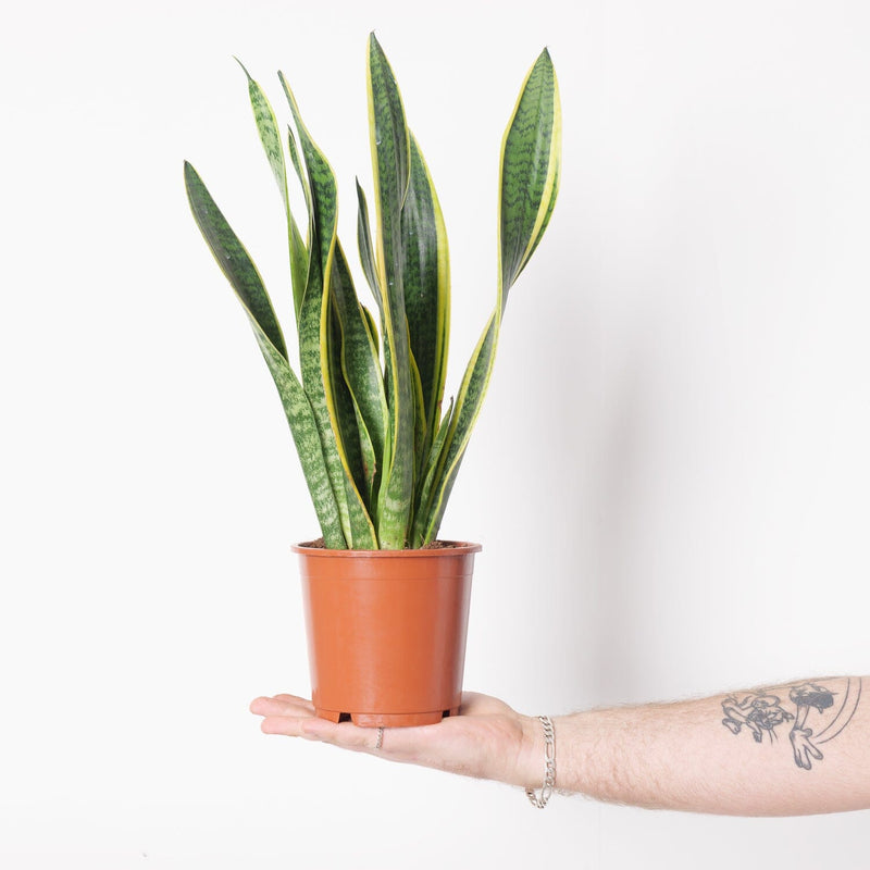 Sansevieria trifasciata 'Laurentii' — 14cm