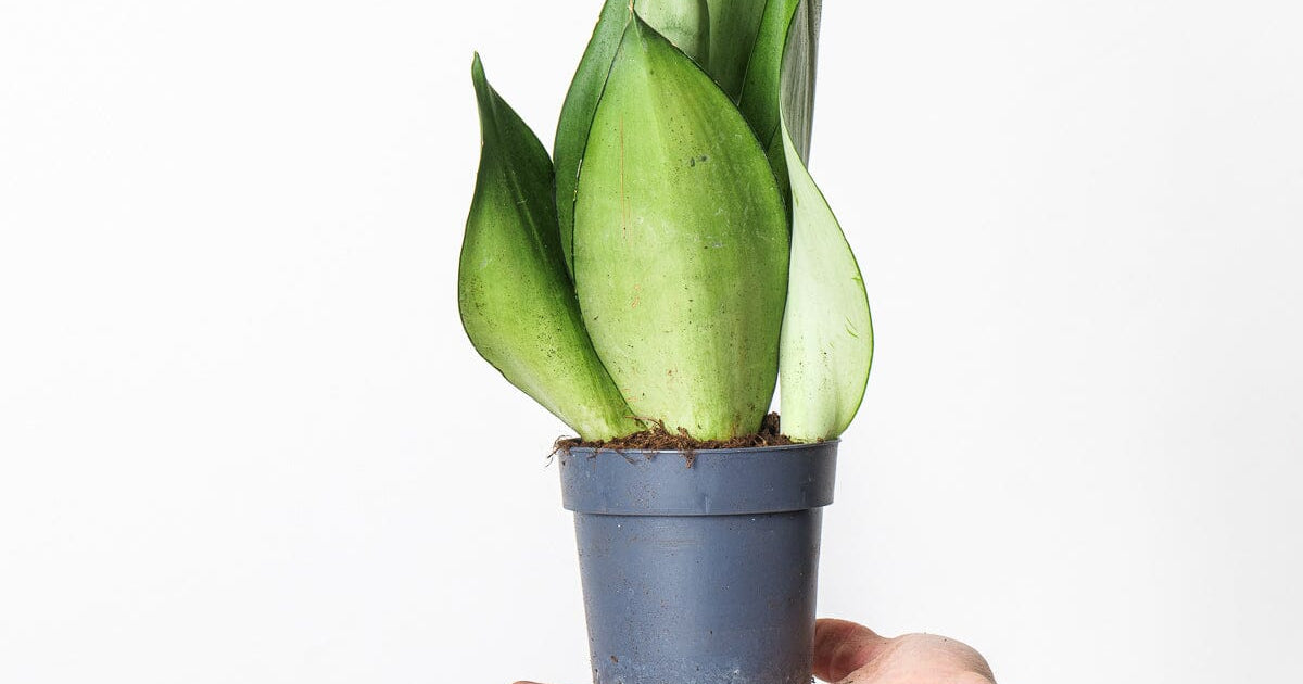 sansevieria trifasciata moonlight Sansevieria trifasciata 'Moonshine' | Plants