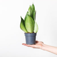 Sansevieria trifasciata 'Moonshine'