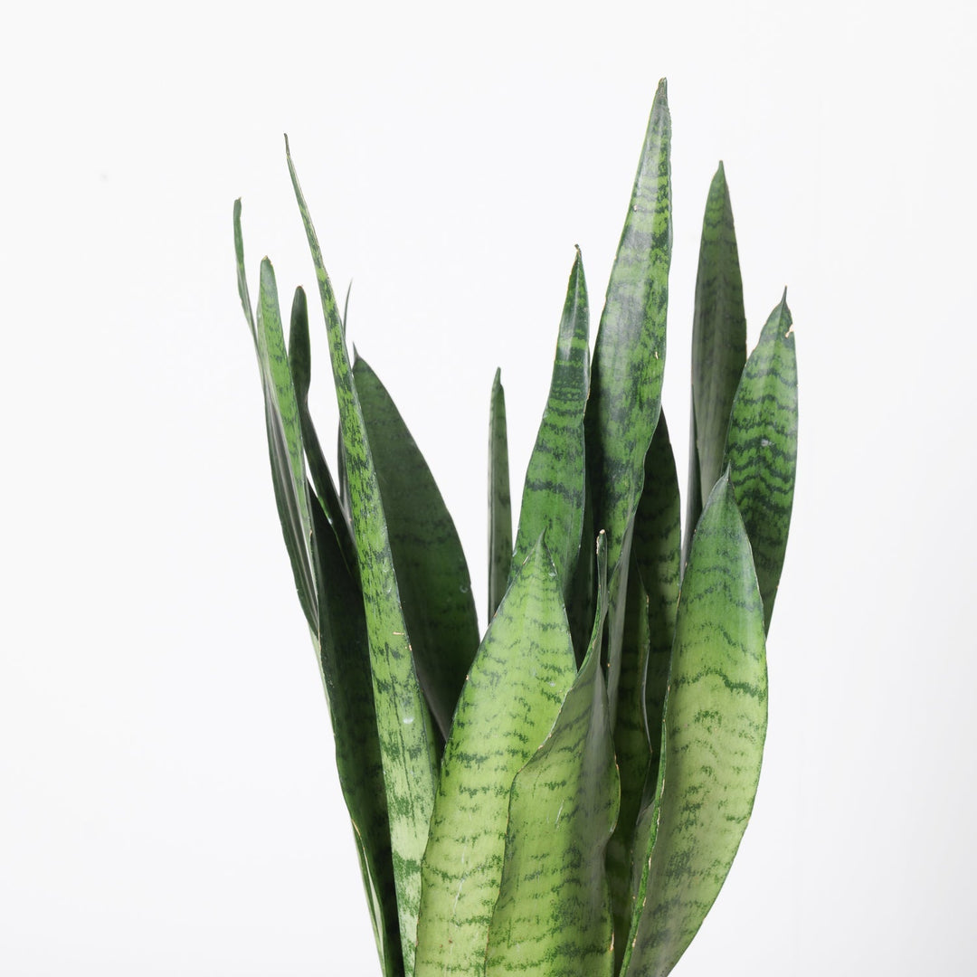 sansevieria sp tanzania Sansevieria Trifasciata 'Zeylanica' | Plants