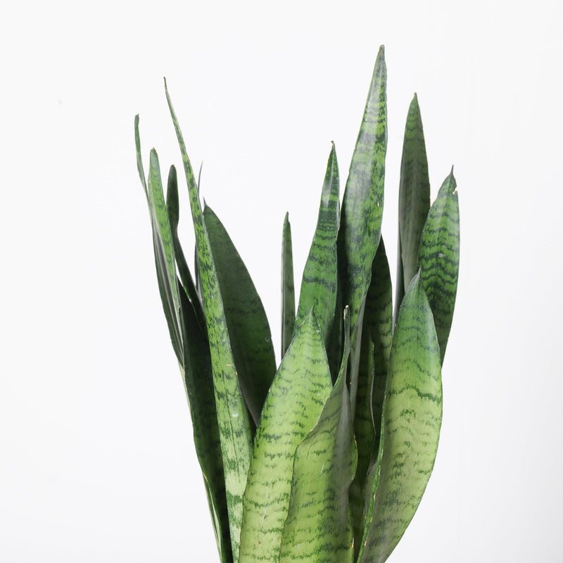 Sansevieria Trifasciata 'Zeylanica' Plants GrowTropicals