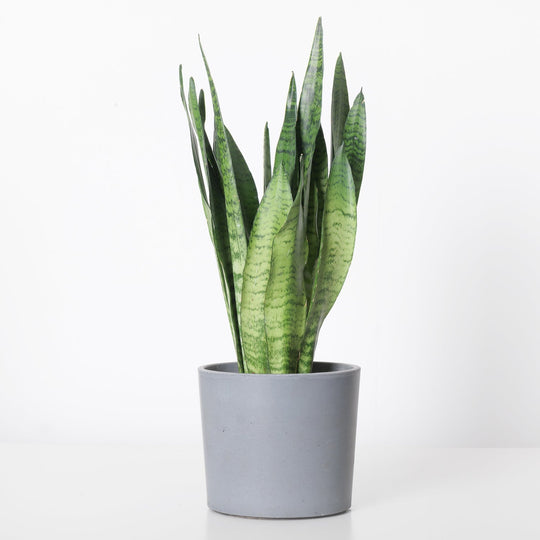 Sansevieria Trifasciata 'Zeylanica' 14cm Plants GrowTropicals