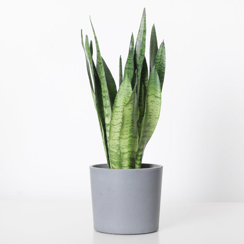 Sansevieria Trifasciata 'Zeylanica' — 14cm