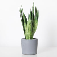 Sansevieria Trifasciata 'Zeylanica'