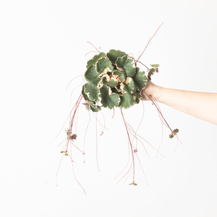 Saxifraga stolonifera 'Tricolor' Plants GrowTropicals 10cm Pot