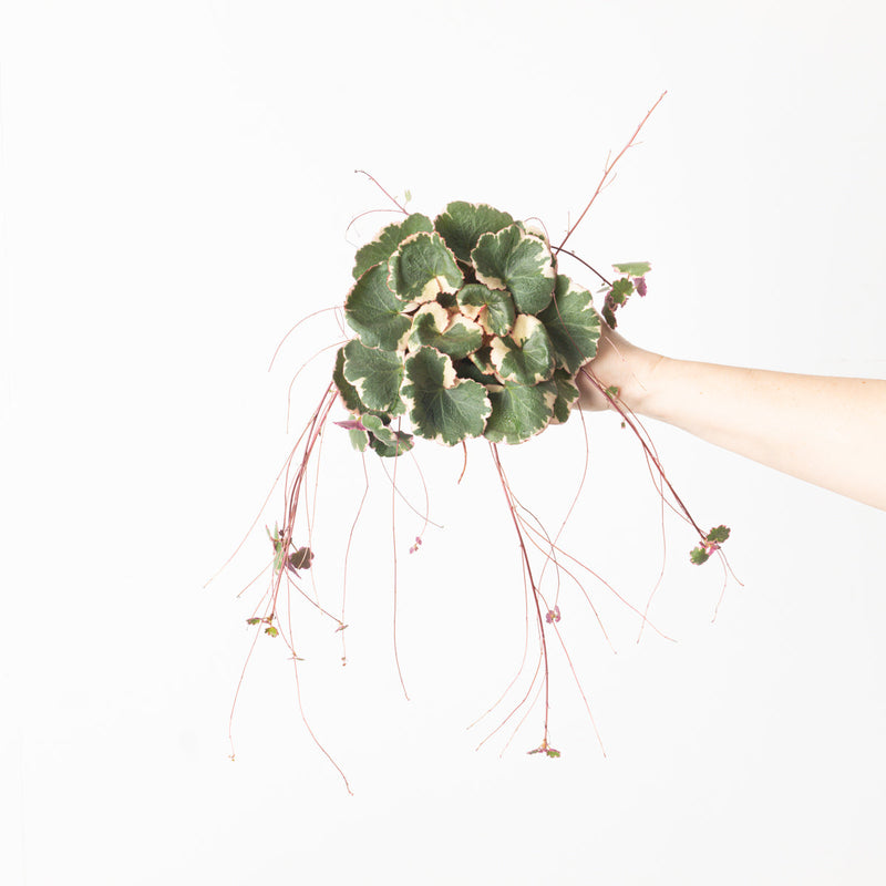 Saxifraga stolonifera 'Tricolor' Plants GrowTropicals