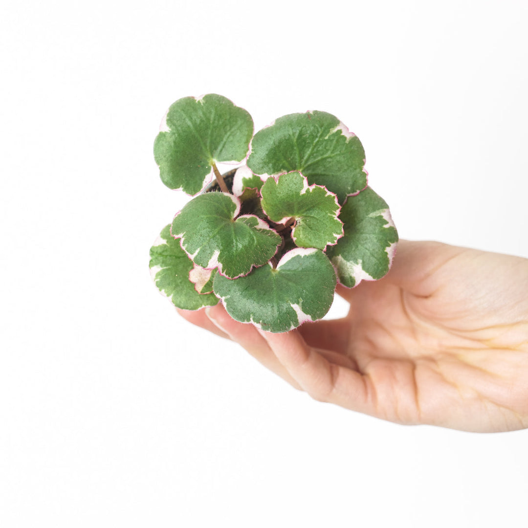 Saxifraga stolonifera 'Tricolor' Plants GrowTropicals 6cm Pot