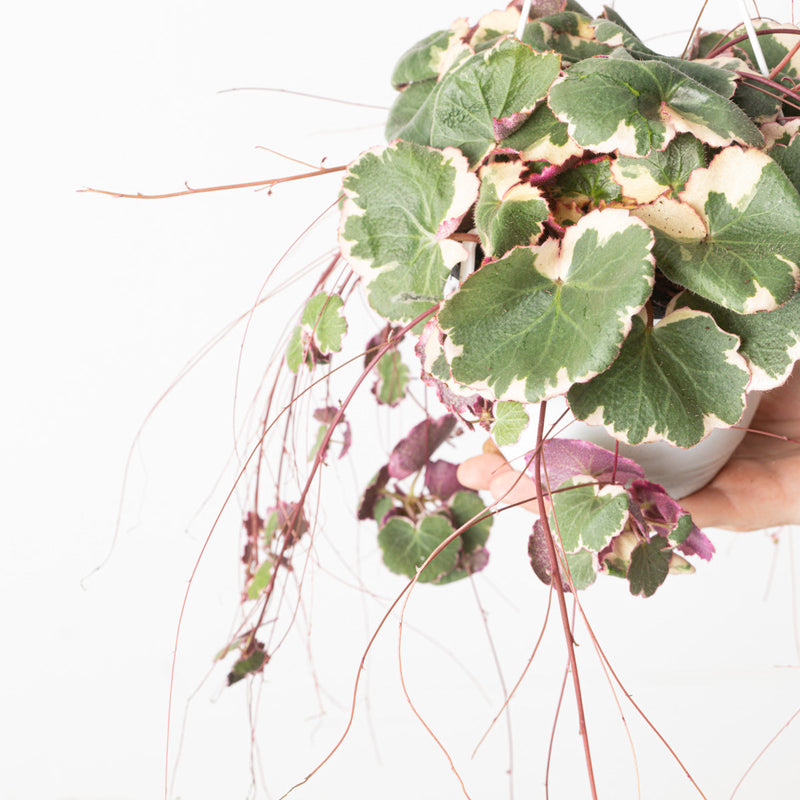 Saxifraga stolonifera 'Tricolor' Plants GrowTropicals