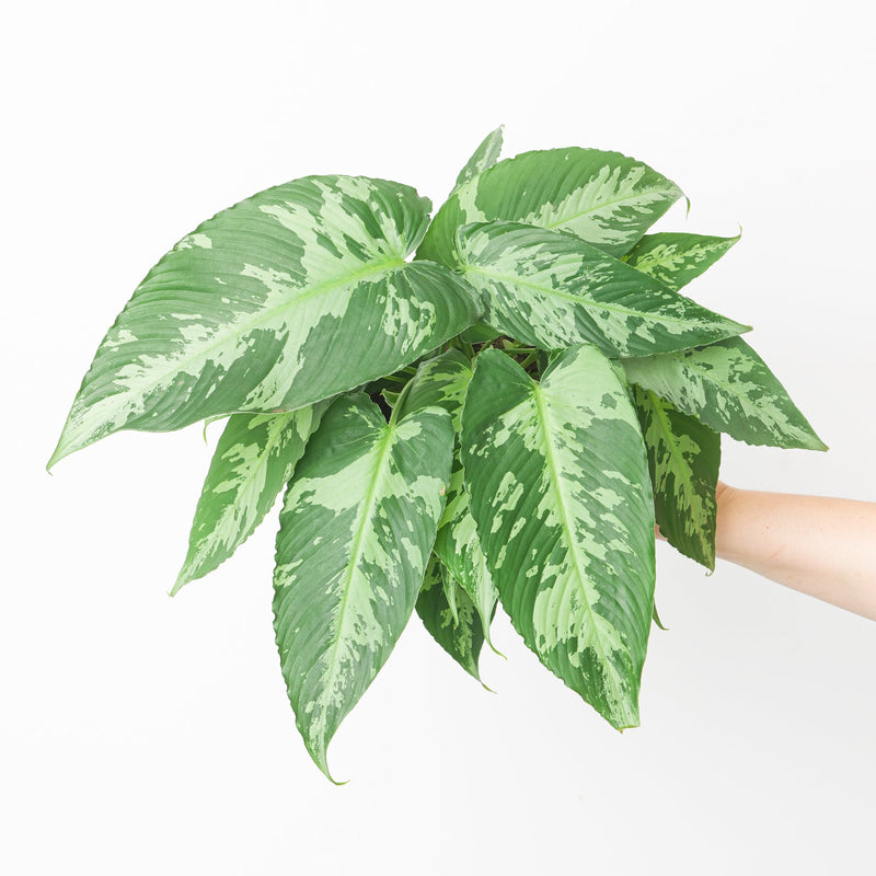 Schismatoglottis pussila 15cm Plants GrowTropicals