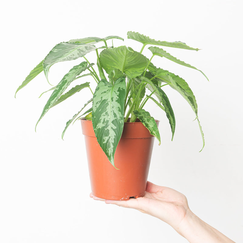 Schismatoglottis pussila Plants GrowTropicals