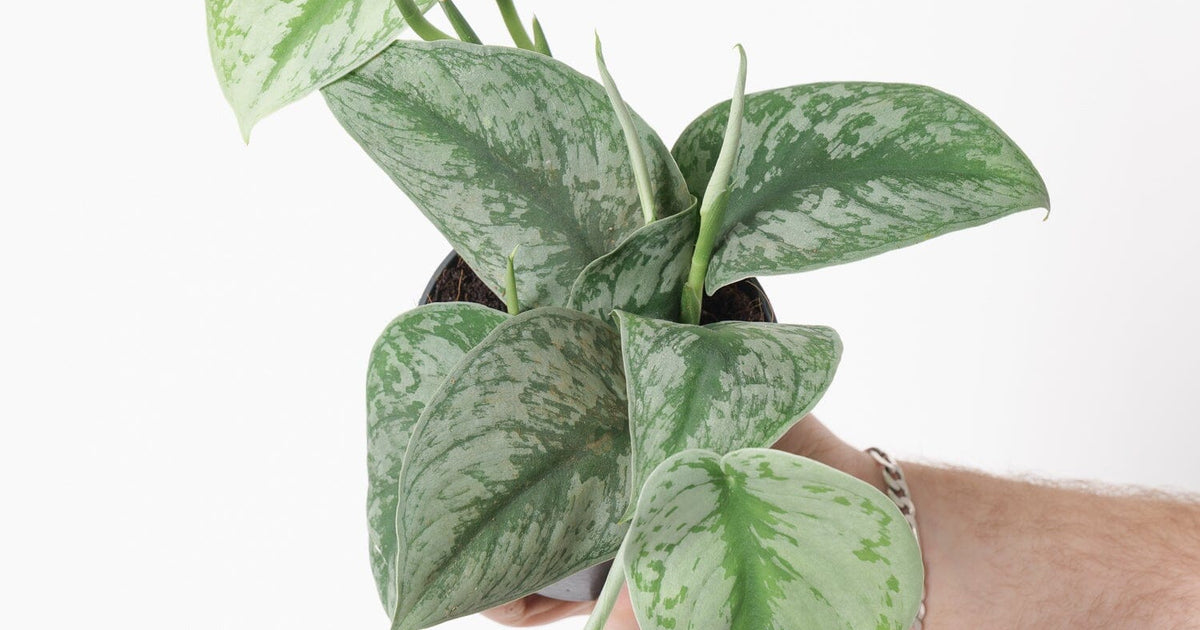 hanging plants for hanging baskets Spider Plant, in 8