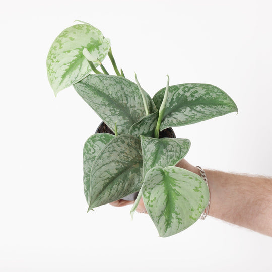 Scindapsus pictus 'Trebie' 12cm Plants GrowTropicals