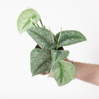Scindapsus pictus 'Trebie'