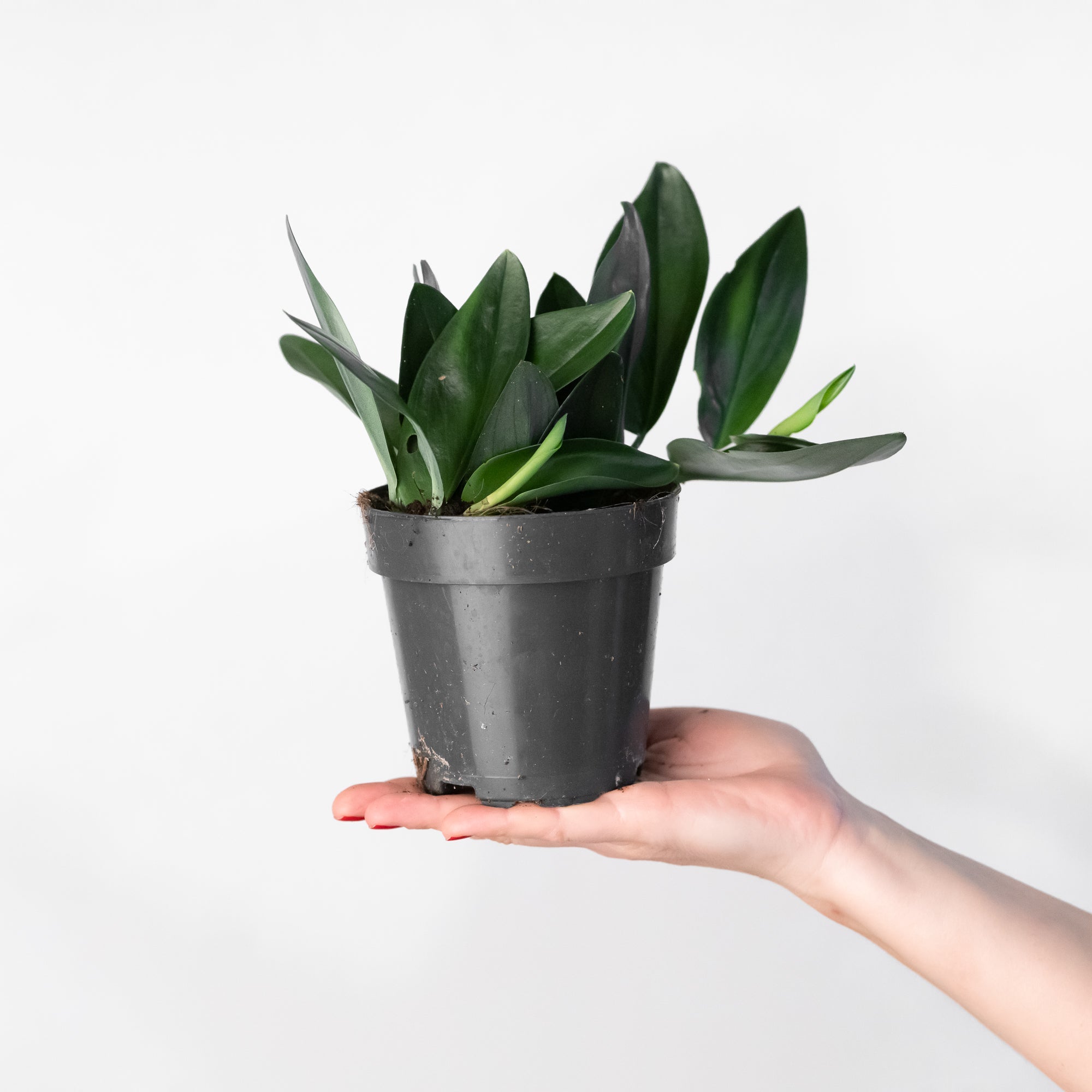 Scindapsus treubii 'Dark' | Plants | GrowTropicals.com