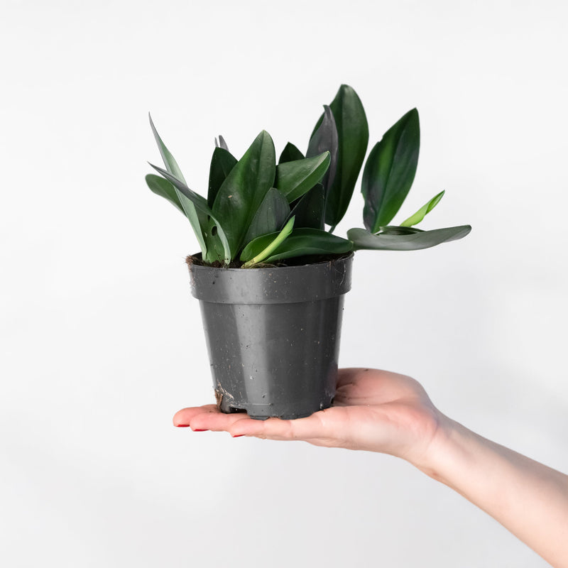 Scindapsus treubii 'Dark' Plants GrowTropicals