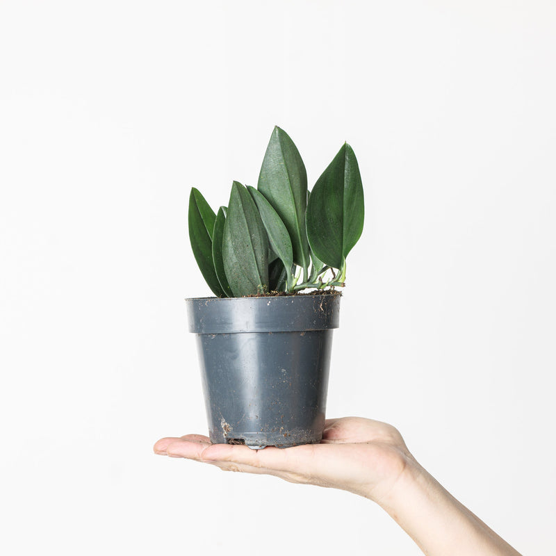 Scindapsus treubii 'Dark' Plants GrowTropicals